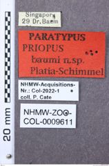 Etikett zu Melanotus probatus (Platia & Schimmel, 2001)